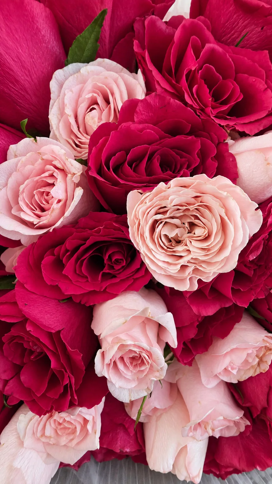 Rosenet — Petal details